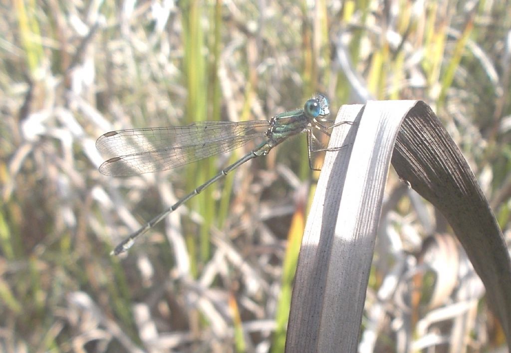 da identificare: Chalcolestes parvidens